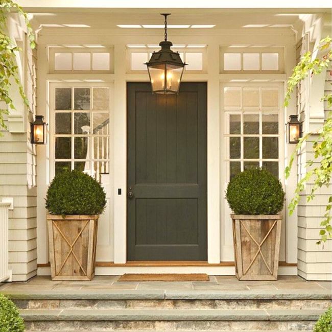 Baby Gem™ Boxwood Shrub