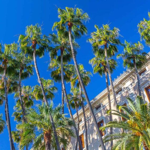 Mexican Fan Palm
