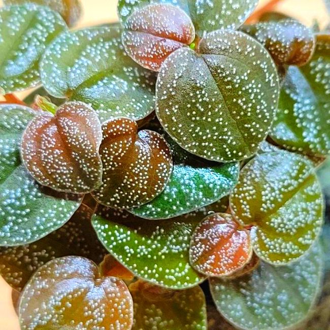 Peperomia Antoniana