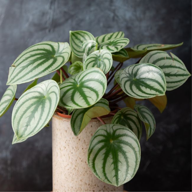 Peperomia Argyreia