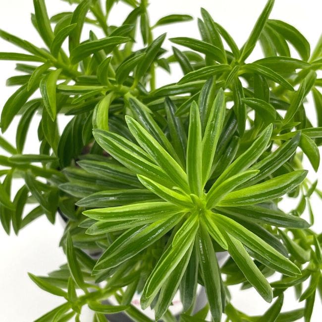 Peperomia Axillaris