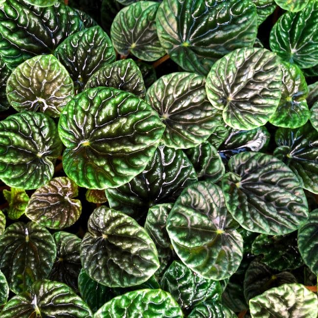 Peperomia Caperata ‘Emerald’
