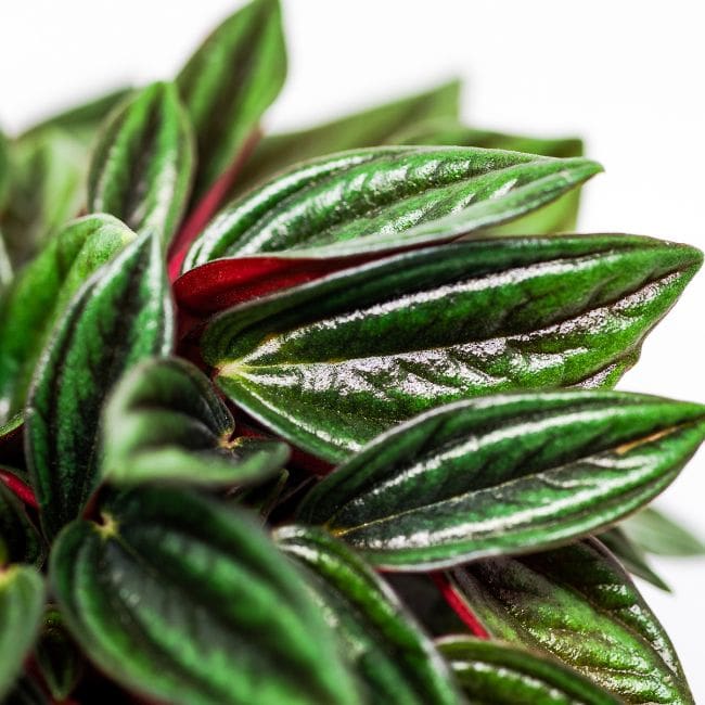 Peperomia Caperata ‘Rosso’