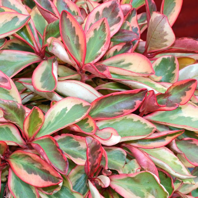 Peperomia Clusiifolia