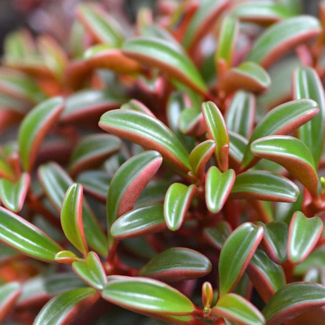 Peperomia Graveolens
