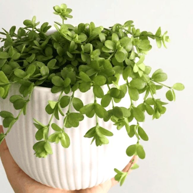Peperomia Hoffmannii