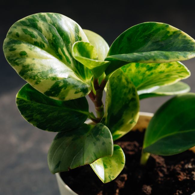 Peperomia Obtusifolia