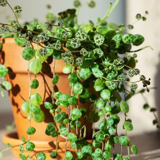 Peperomia Polybotrya