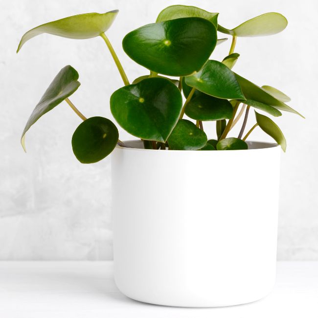 Peperomia Polybotrya
