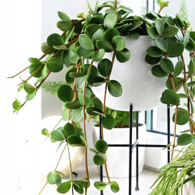Peperomia Tetraphylla ‘Hope’