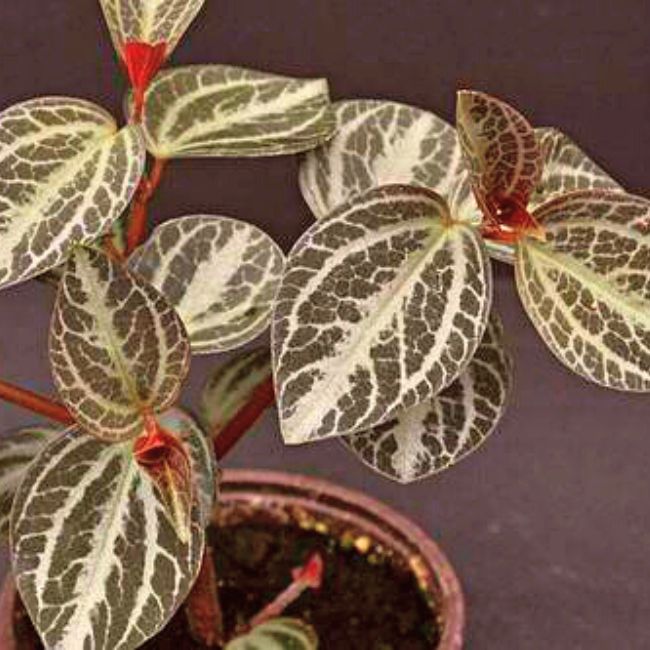 Peperomia Trinervis