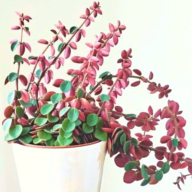 Peperomia Verticillata