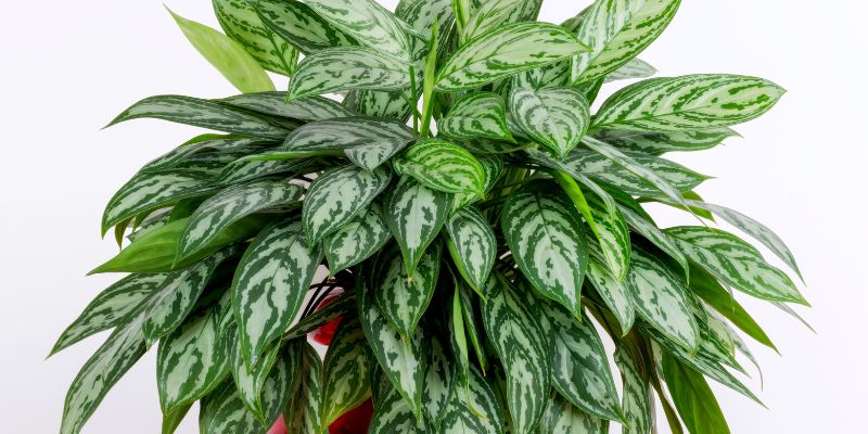 Aglaonema Abidjan - Stunning Aglaonema Varieties