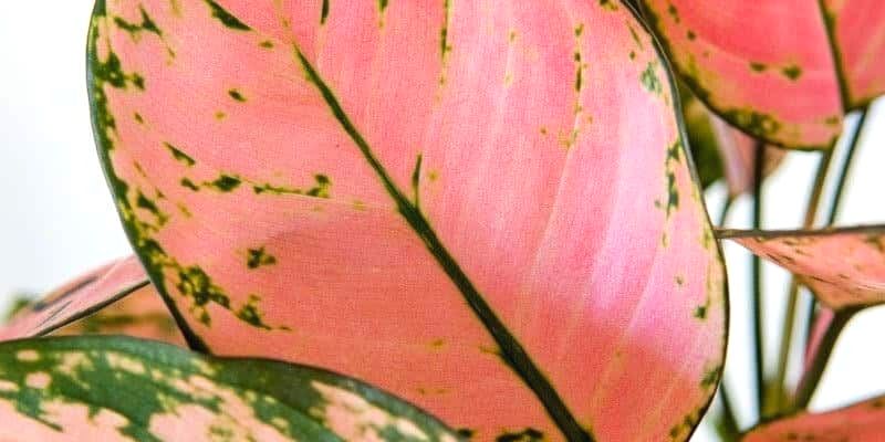 Aglaonema Lady Valentine