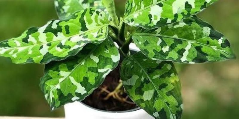 Aglaonema Pictum Tricolor