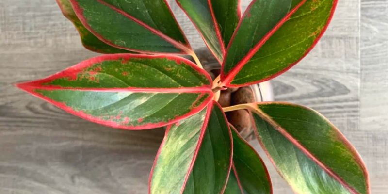 Aglaonema Siam Aurora