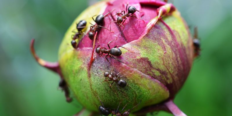 Ants on Peony bud