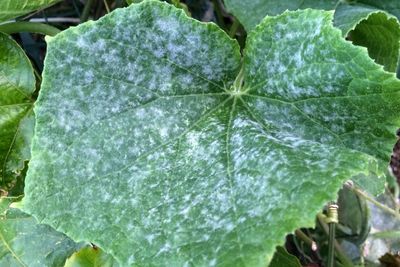 Cucumber Leaves Turning White