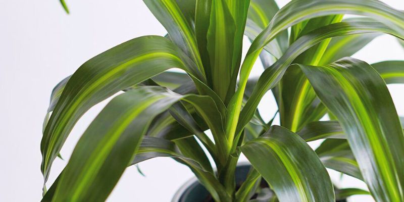 Dracaena Deremensis ‘Hawaiian Sunshine