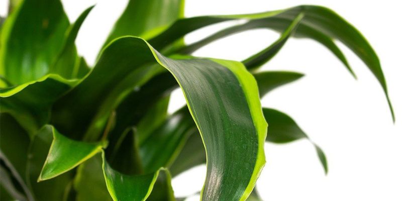 Dracaena Fragrans ‘Dorado’