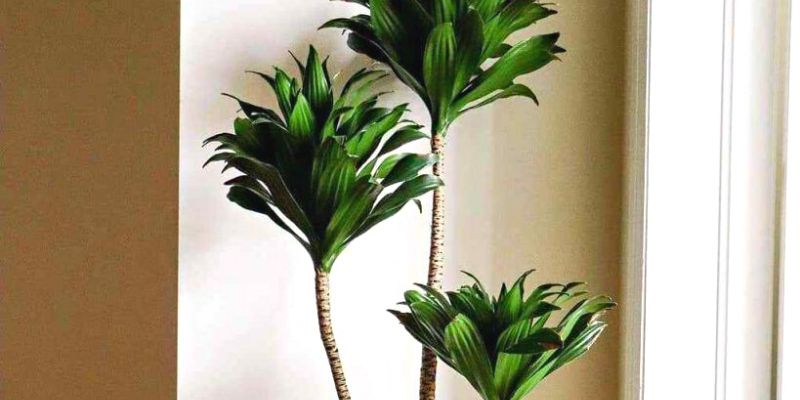 Dracaena Fragrans ‘Janet Craig’ Compacta