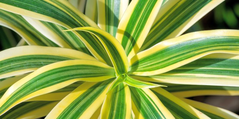 Dracaena Fragrans ‘Lemon Lime’