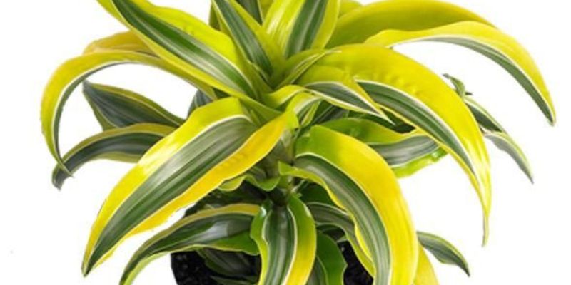 Dracaena Fragrans ‘Lemon Surprise’