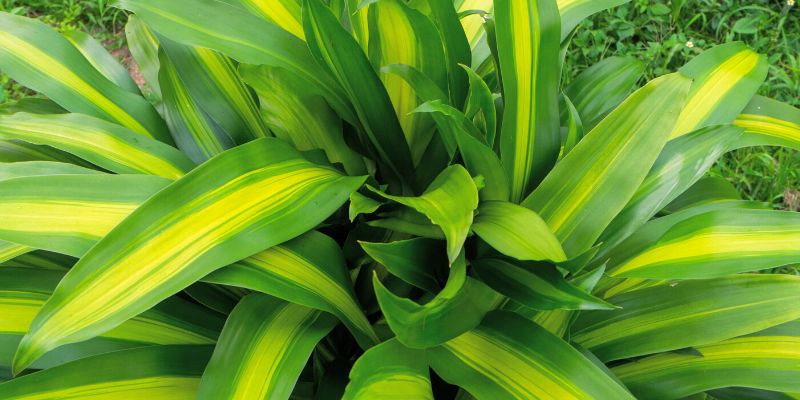 Dracaena Fragrans ‘Massangeana’