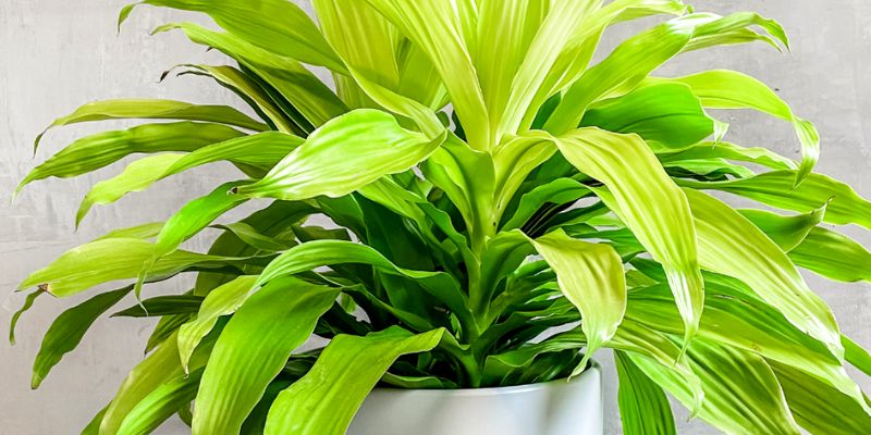 Dracaena Fragrans's ‘Limelight’