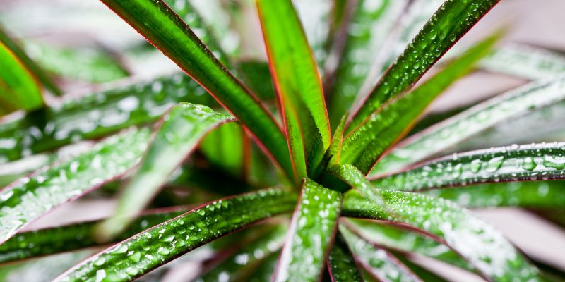 Dracaena Marginata (Red Edged Dracaena)