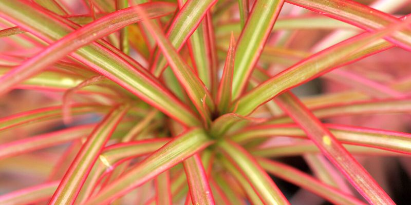 Dracaena Marginata ‘Tricolor’