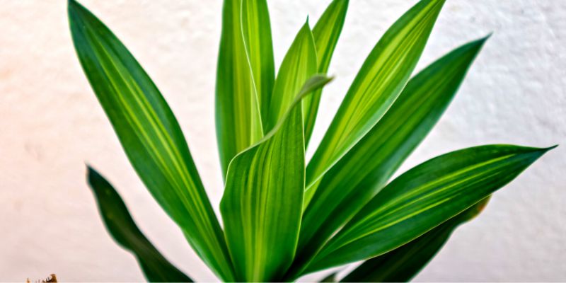 Dracaena Reflexa ‘Song of Jamaica’ (Song of Jamaica)
