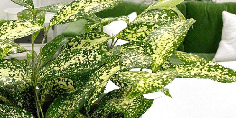 Dracaena Surculosa ‘Florida Beauty’ (Florida Beauty Dracaena)