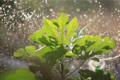 How Often To Water Fig Trees