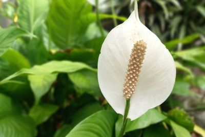 How To Propagate A Peace Lily