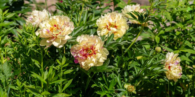 Paeonia Itoh Hybrid ‘Lolliepop’ Peony