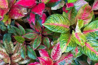 Types of Chinese Evergreen