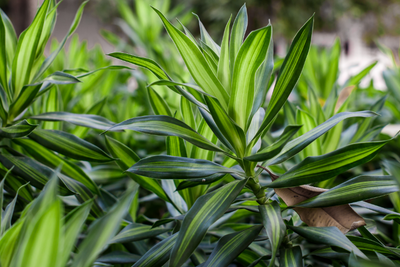 types of dracaena