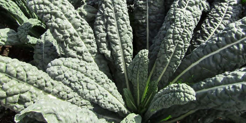 when is kale ready to harvest