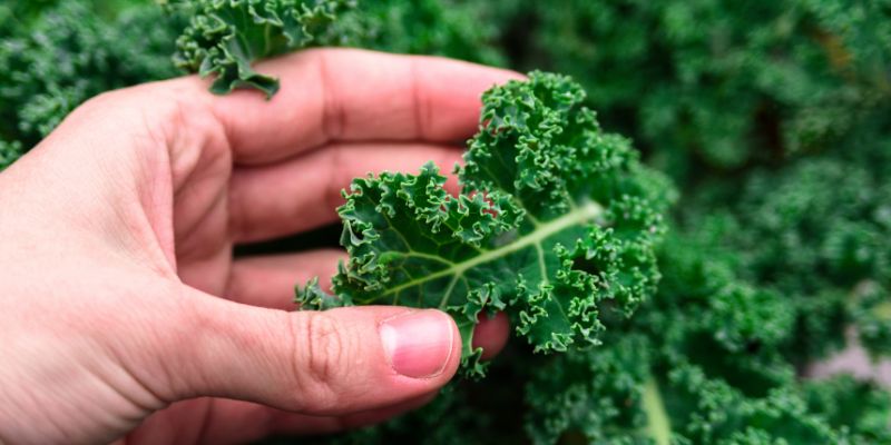 Picking a curly kale leaf