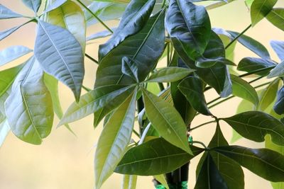 What Causes Money Tree Leaves To Turn Brown