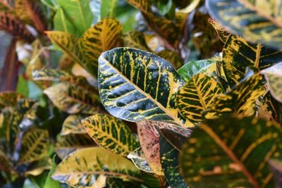 croton
