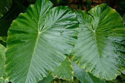 How To Propagate Elephant Ear Plant
