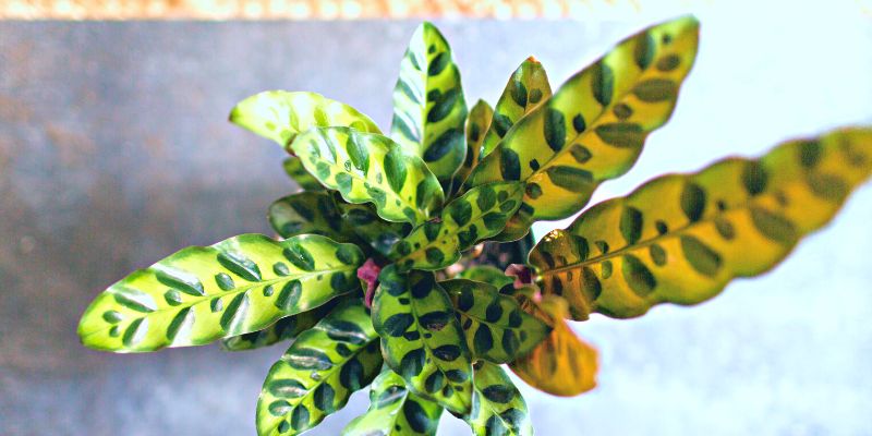  Rattle Snake Plant