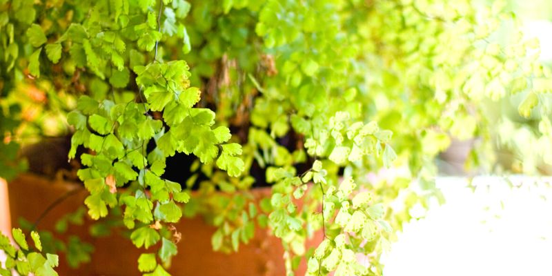Adiantum (Maidenhair Fern)