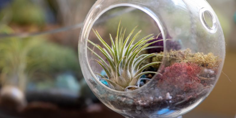 9 Plants That Don’t Need Drainage Holes 5 Air Plant