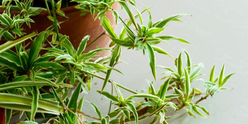 Airplane Plant Spider Plant (Chlorophytum comosum ‘Variegatum’)