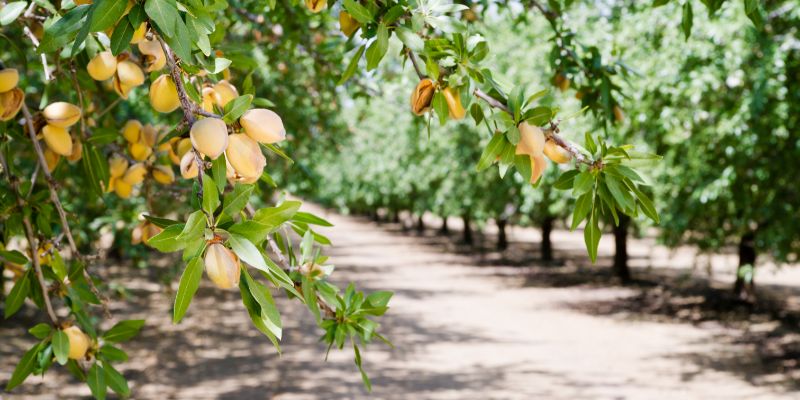 15 Fruit Trees That Grow In Zone 6 and Crop 19 Almonds