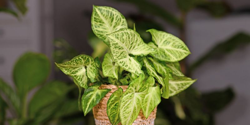 9 Plants That Don’t Need Drainage Holes 17 Arrowhead
