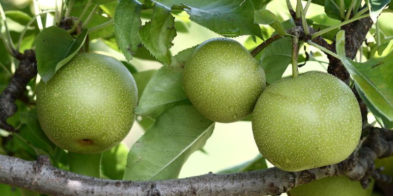 15 Fruit Trees That Grow In Zone 6 and Crop 13 Asian Pears
